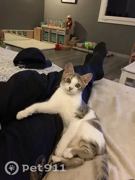 Chatte en chaleur disparue à Vianne - photo