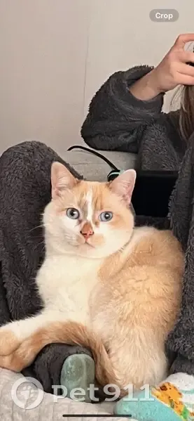Chat Blue perdu - Marx Dormoy - photo