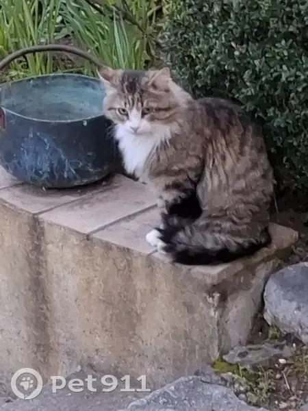 Chat tigré perdu à La Colle - photo