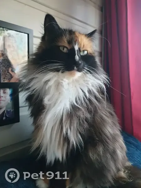 Chatte Violette perdue à Avesnes - photo