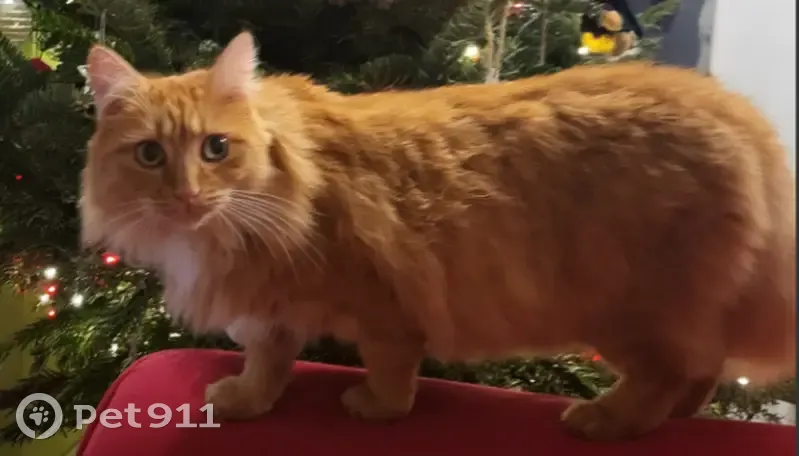 Chatte rousse craintive perdue - photo