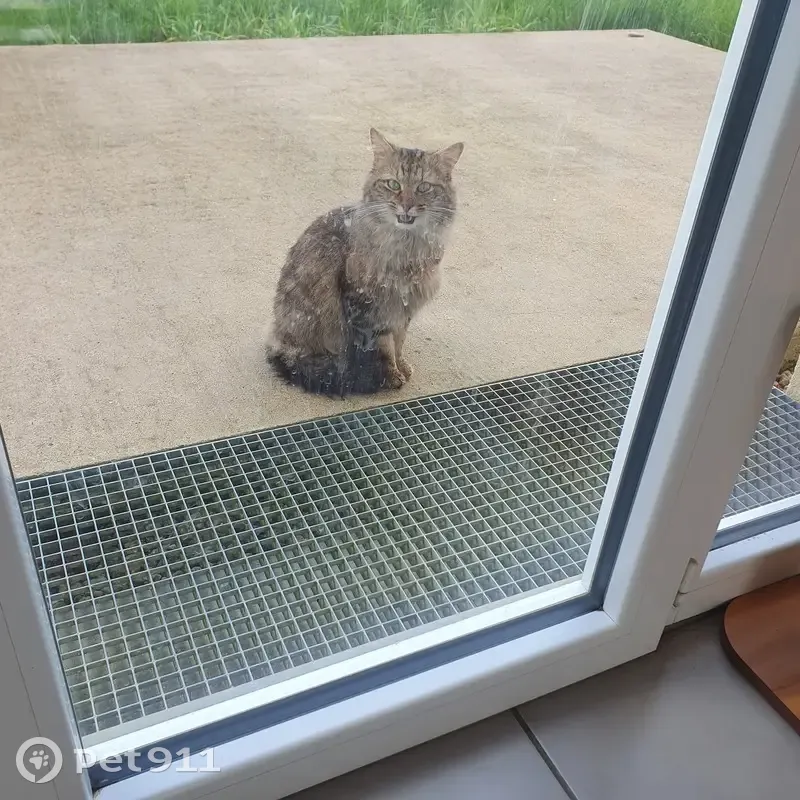 Chat blessé trouvé à Chauvigny - photo