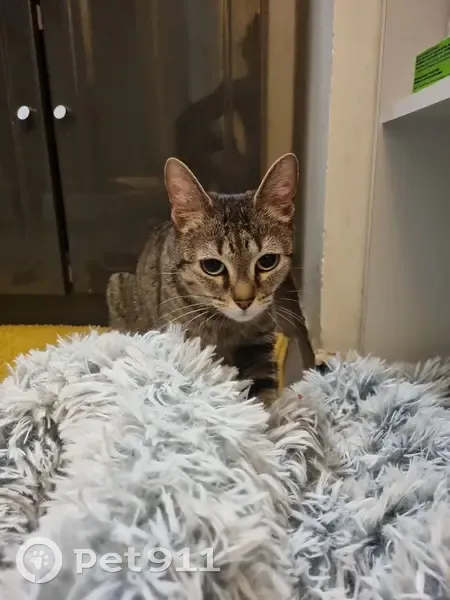 Chaton tigré retrouvé à Arpajon - photo