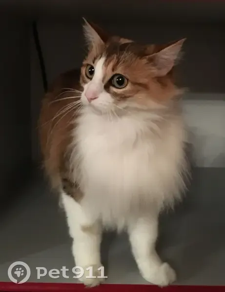 Chatte Noisette perdue au Puy-en-Velay - photo