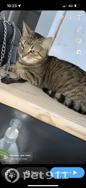 Chatte tigrée perdue à Dommartin - photo