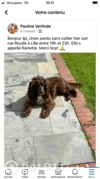 Chien Cocker marron perdu à Lille - photo