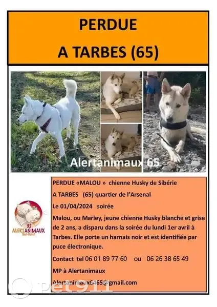 Chien Husky perdu à Tarbes - photo