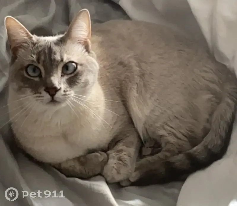 Chat blanc tigré perdu à Lille - photo