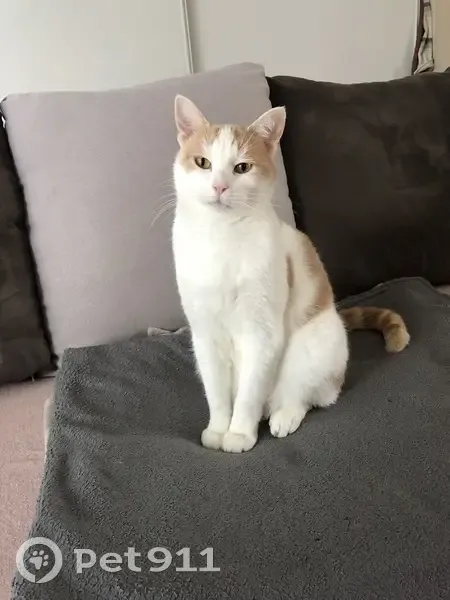 Miny, chat mâle perdu à Ervauville - photo