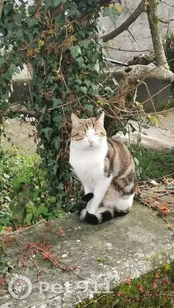 Chat mâle perdu - Pont-de-Claix - photo