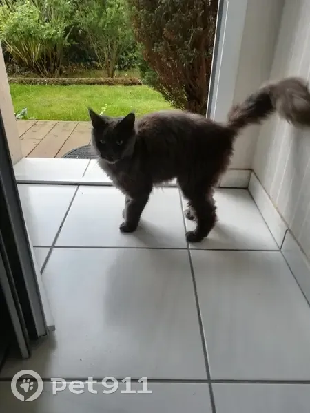 Chat perdu retrouvé à Cazaux - photo