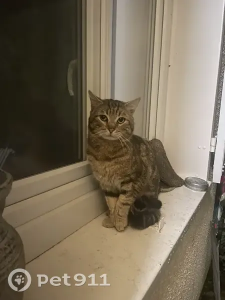 Chat blessé trouvé, Mennecy - photo