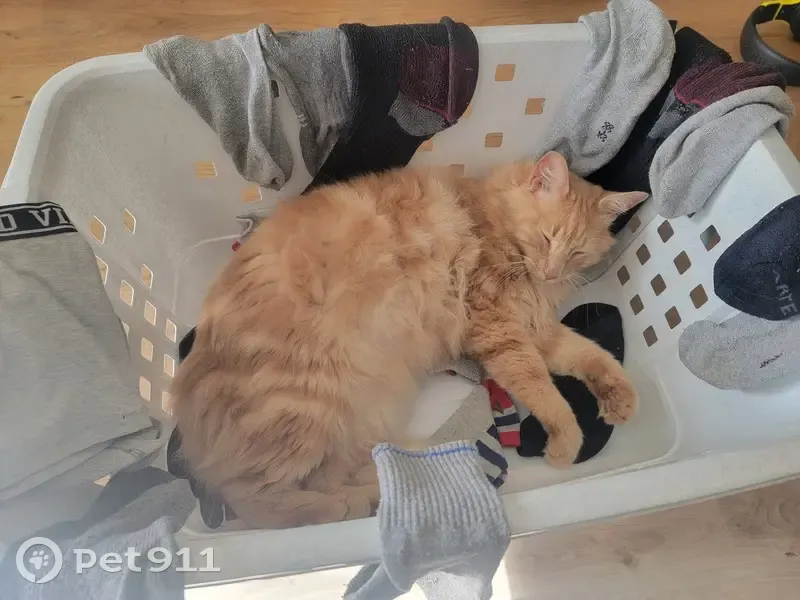 Chat perdu à Buxy: Avis de recherche - photo