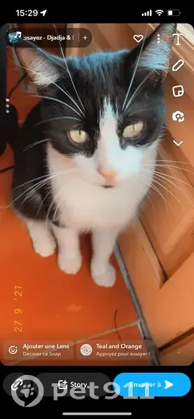 Chat noir et blanc perdu, Cuguen - photo