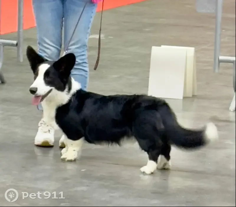 Billy, Corgi perdu à Paris - photo
