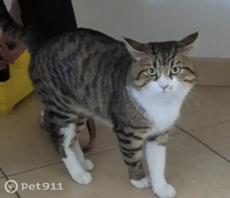 Chat Européen tigré perdu à Antibes - photo