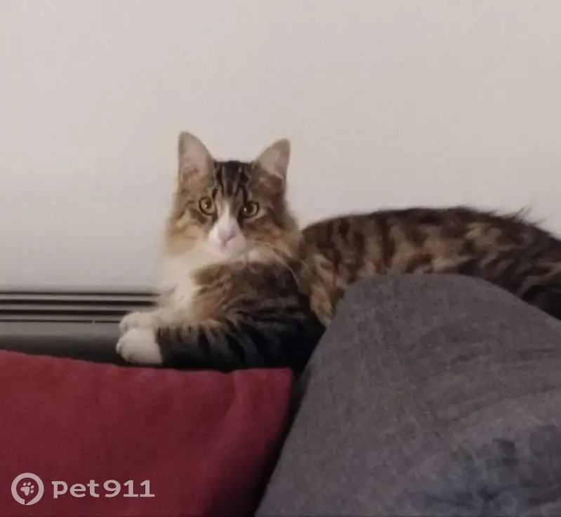 Chatte grise/blanche perdue à Tosse - photo