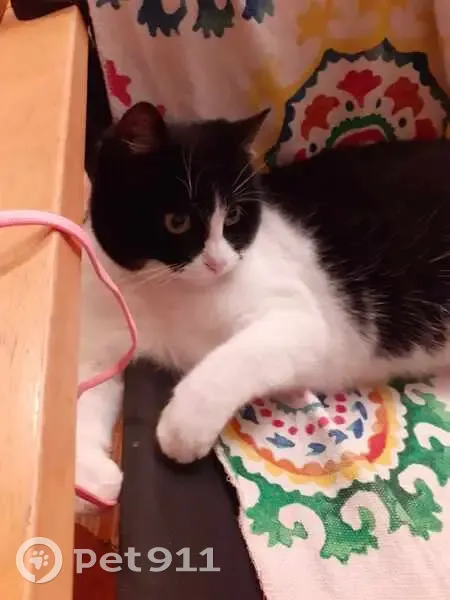 Chatte sourde perdue à Montpellier - photo