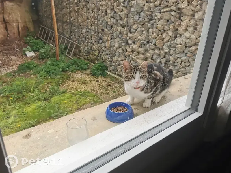 Chat perdu affectueux à Sampans - photo