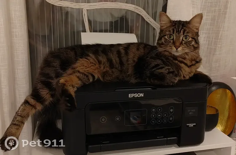 Chatte Kitty perdue à Strasbourg - photo