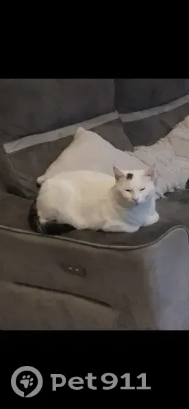 Chat Yuki blanc perdu à Montagnat - photo