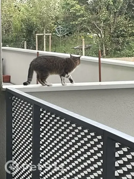 Chat errant à Rodez, non apprivoisé - photo