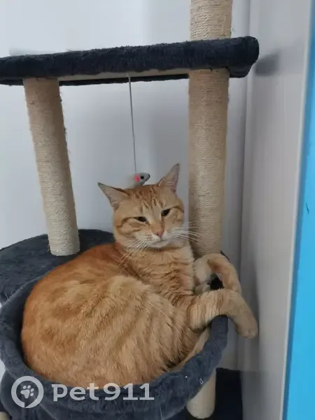 Chat Roux Perdu - Mairie Lomme - photo