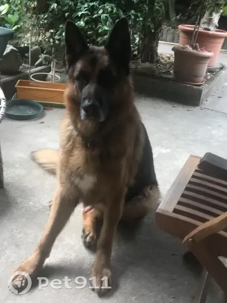 Chien Berger Allemand Perdu - photo