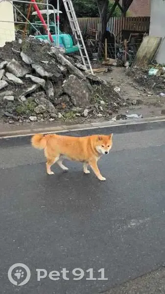 Chien type Akita perdu à Somain - photo