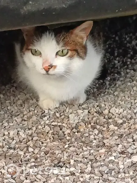 Chat tigré trouvé à Alincthun - photo