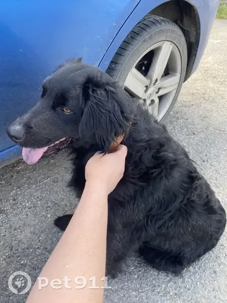 Chien perdu retrouvé à Monclar - photo