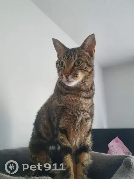 Chat perdu: Européen pucé, craintif - photo