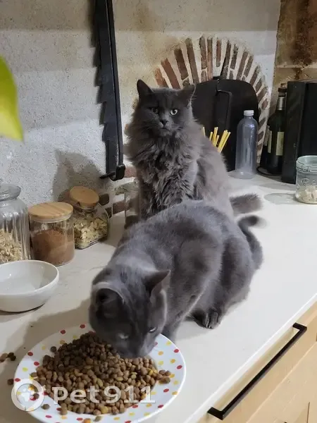 Chat gris Patachou perdu à Soulangis - photo