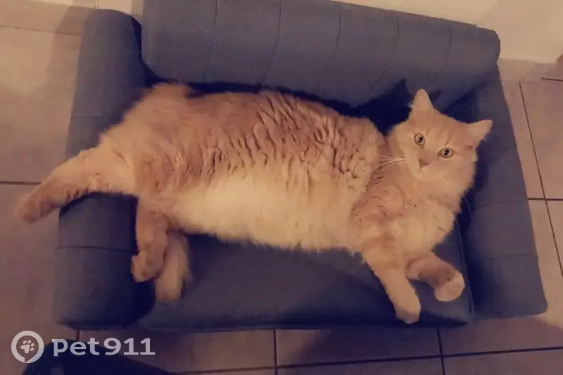 Chat roux dodu perdu à Grandchamp - photo