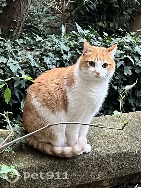 Chat Sushi perdu à Nantes - photo