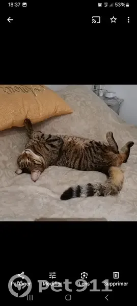 Chat croisé Maine Coon perdu - photo