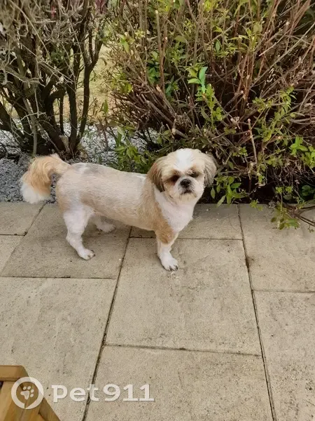 Chien perdu à La Prénessaye - photo