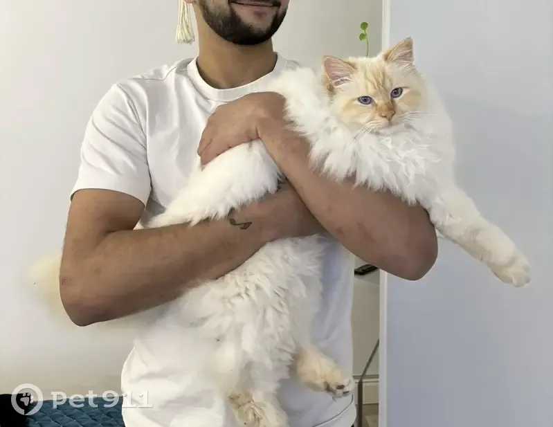 Chat Birman blanc perdu à Bordeaux - photo