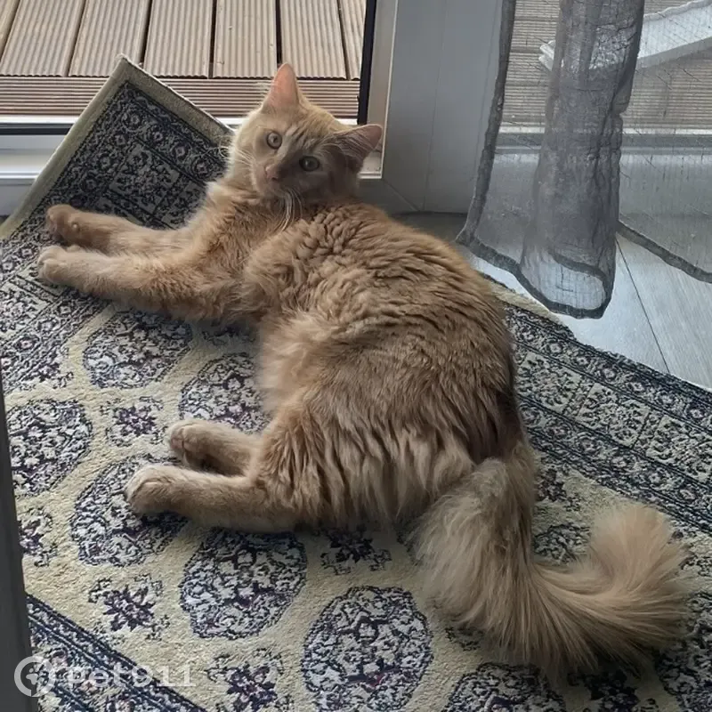 Chat perdu, chute du 3e étage - photo