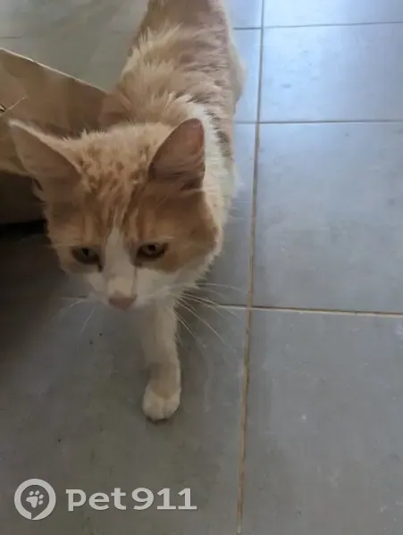 Chat blanc/roux perdu - Yvrac - photo