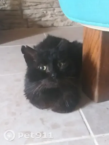 Chat noir blessé trouvé à Channay - photo