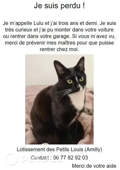 Chat noir perdu, Le Bourg - photo