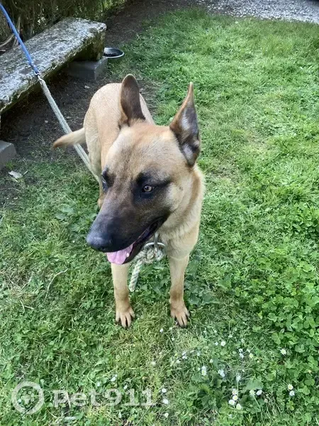 Chien malinois trouvé près Mauriac - photo