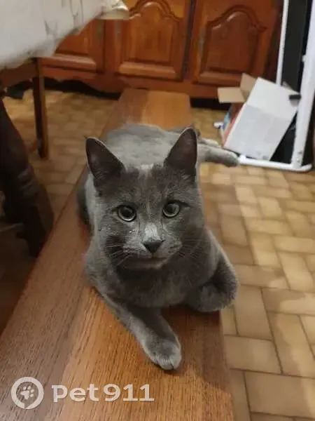 Chat perdu, collier bleu, Logereau - photo