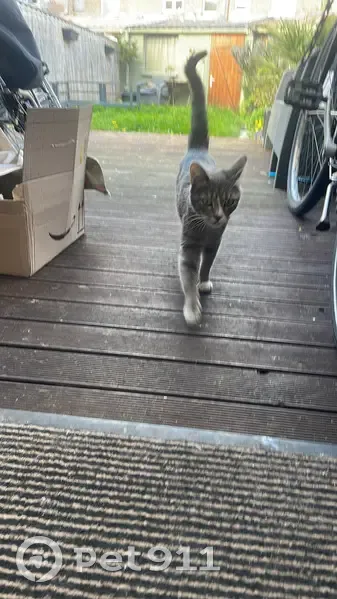 Chat perdu retrouvé à Lille - photo