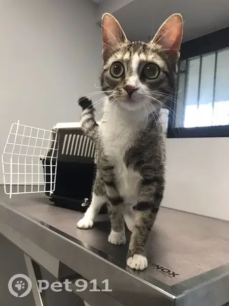 Chatte tigrée trouvée à Metz - photo