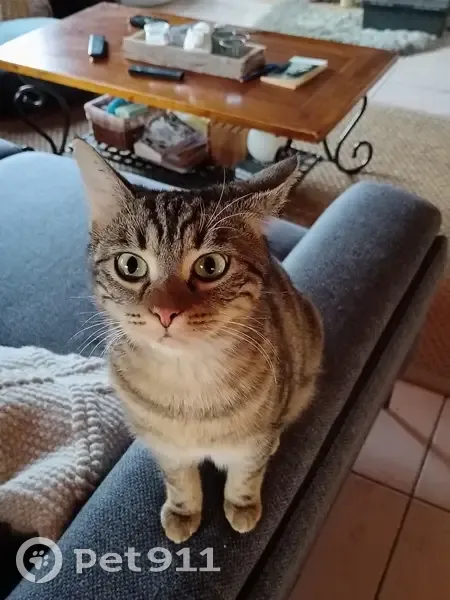Chaton tigré perdu à Arcine - photo