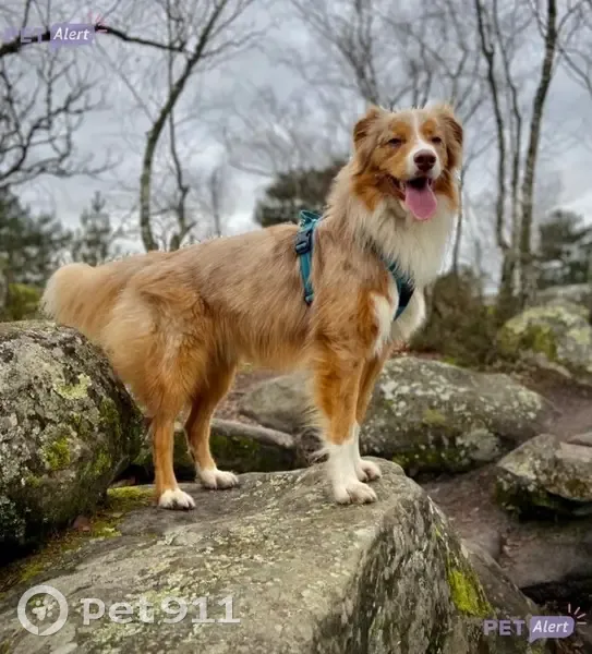Chien Loopy perdu - Rouge Merle - photo