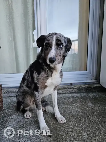 Chien merle aux yeux vairons trouvé - photo