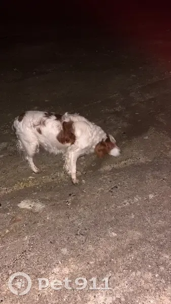 Chien perdu D932 Nauroy retrouvé - photo